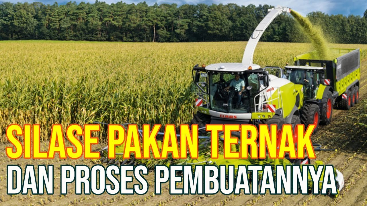 
                                 Silase-Pakan-Ternak-Proses-Pembuatannya-Dalam-Bunker